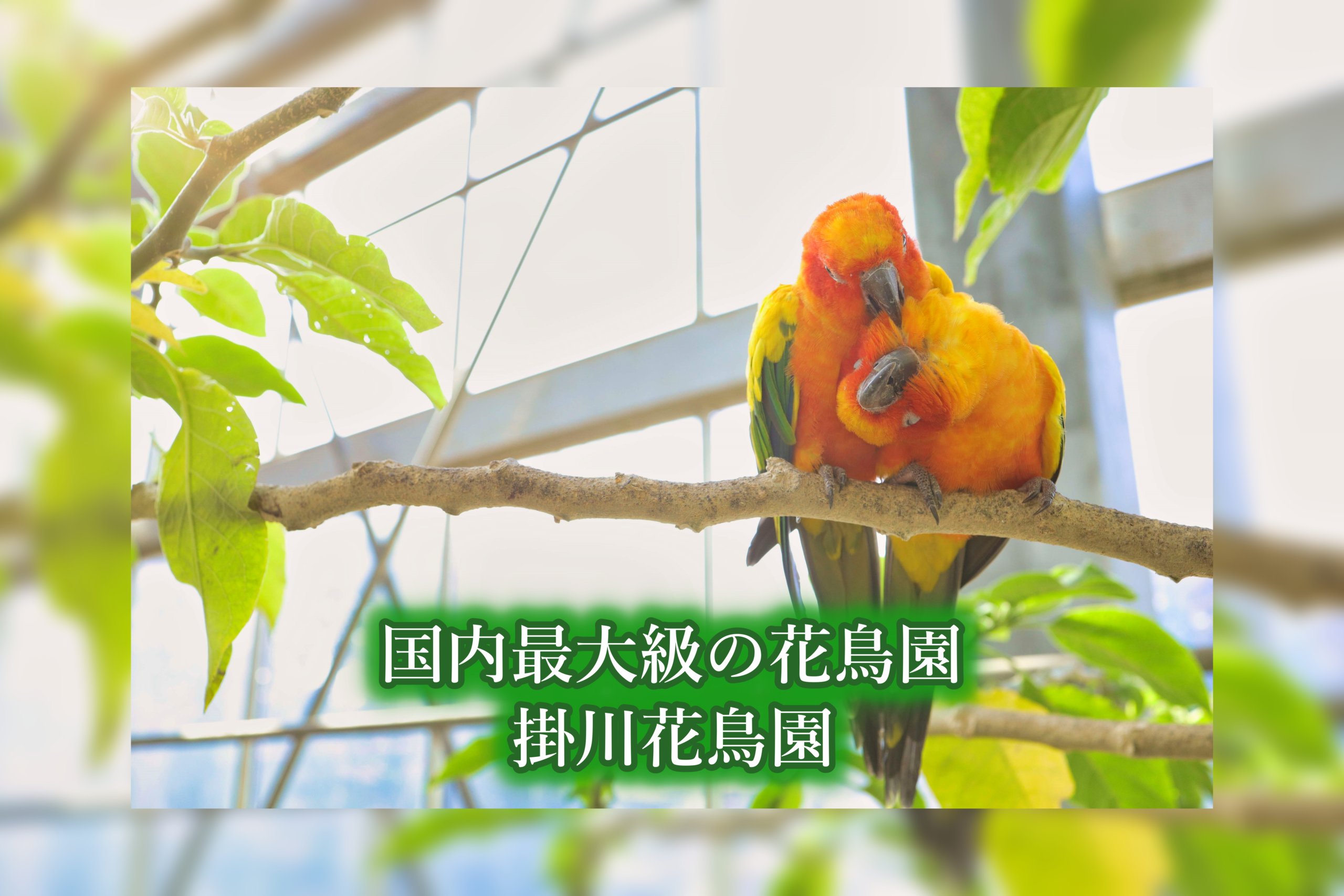 国内最大級の花鳥園 掛川花鳥園で花や鳥とのふれあいを満喫しよう Photo Tabi フォト旅